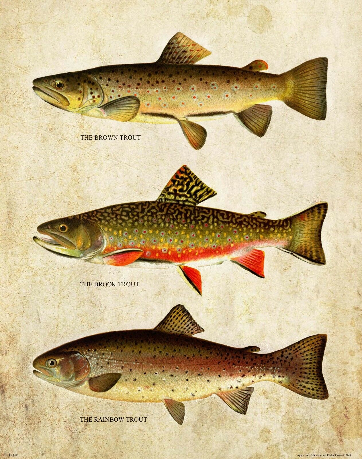 Aquarium Fish Poster - Vintage Trout Fly Fishing Art ภาพพิมพ์ผ้าไหมโปสเตอร์