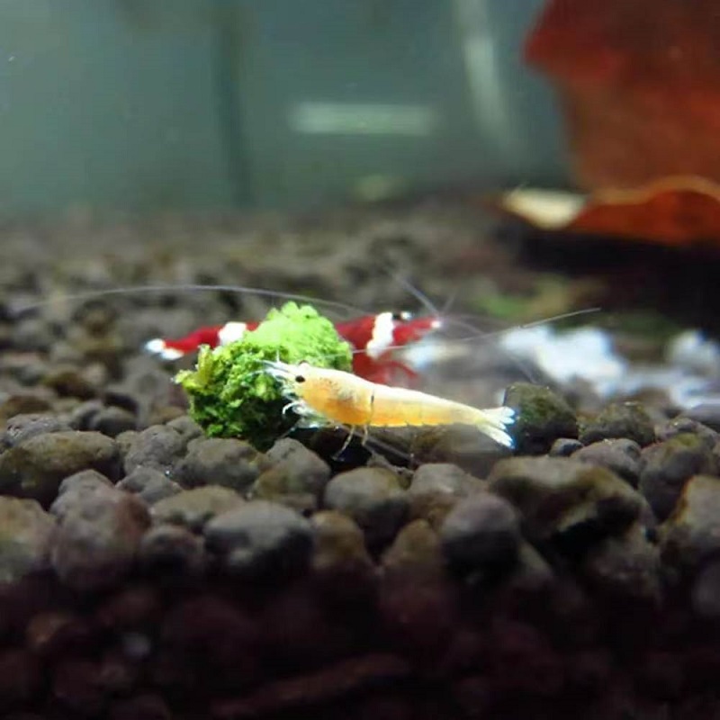 อาหารกุ้งผักโขม อาหารกุ้งสวยงา - Aquarium Fish Vitamin บทวิจารณ์และราคา