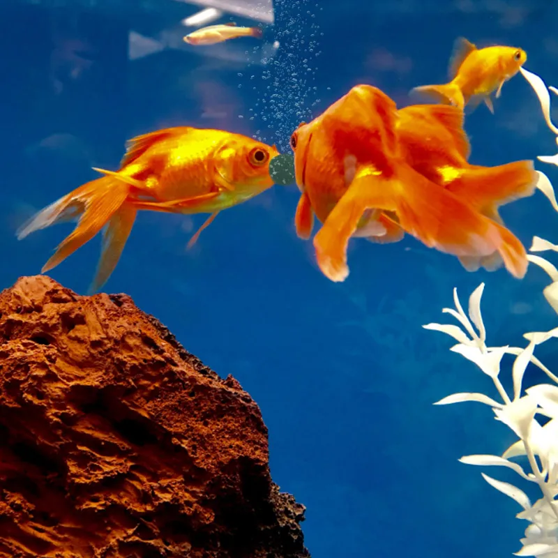 100pcs ความบริสุทธิ์สูงสาหร่าย - Aquarium Fish Vitamin บทวิจารณ์และราคา