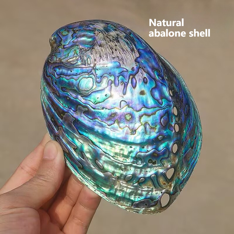 เปลือกหอยเป๋าฮื้อนิวซีแลนด์ ขอ - Aquarium Fish New Zealand บทวิจารณ์และราคา