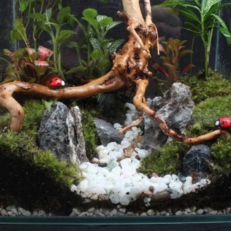 ต้นไม้ธรรมชาติลำต้นไม้ดริฟท์วู - Aquarium Fish Cartoon บทวิจารณ์และราคา