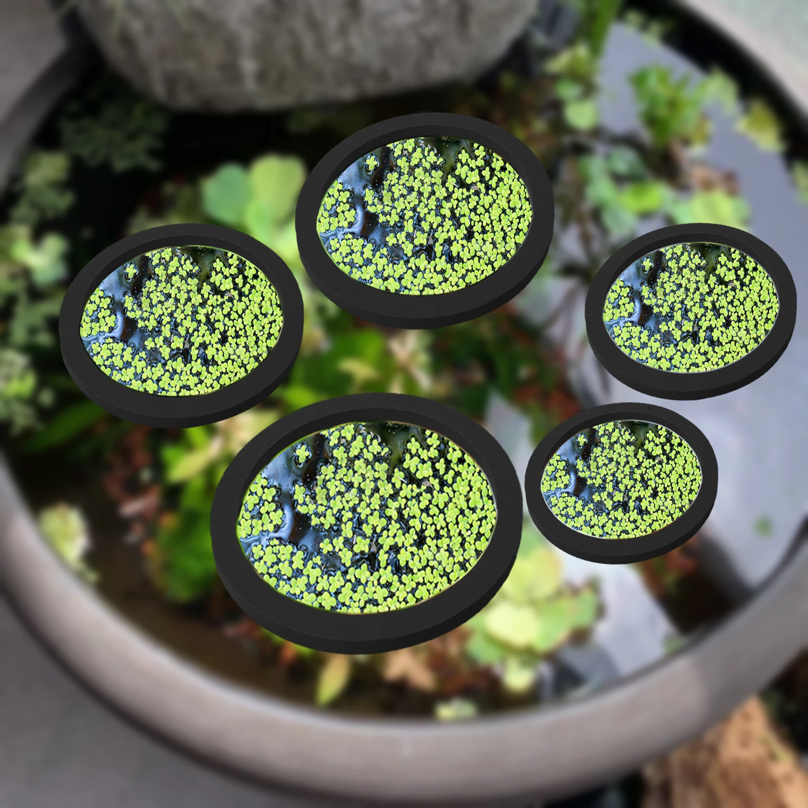 5 ชิ้น EVA ปลา Feeding แหวน Aq - Aquarium Fish Photography บทวิจารณ์และราคา