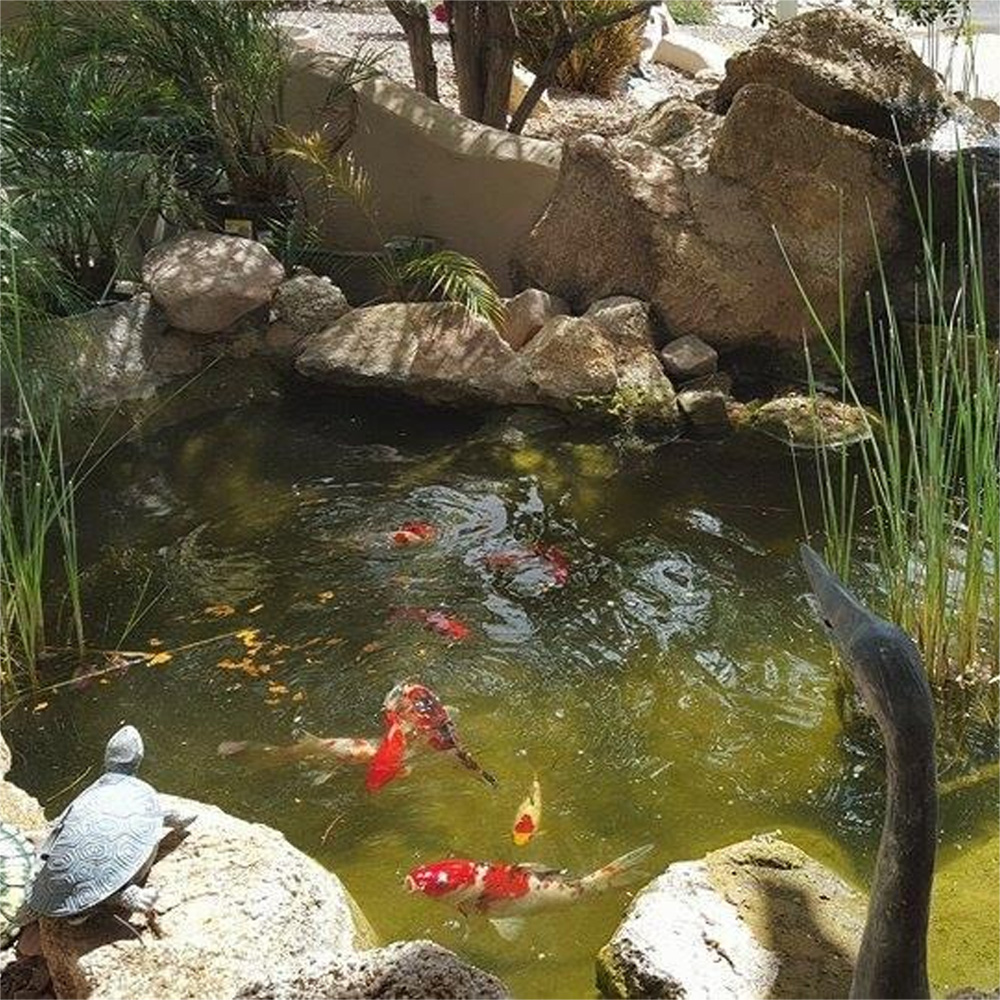 อาหารปลาทองเพิ่มสีสัน เม็ดโปรต - Aquarium Fish Vitamin บทวิจารณ์และราคา